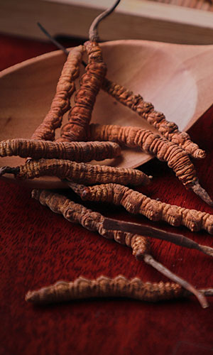 New Study Finds Cordyceps Boosts Exercise Performance in Mice.