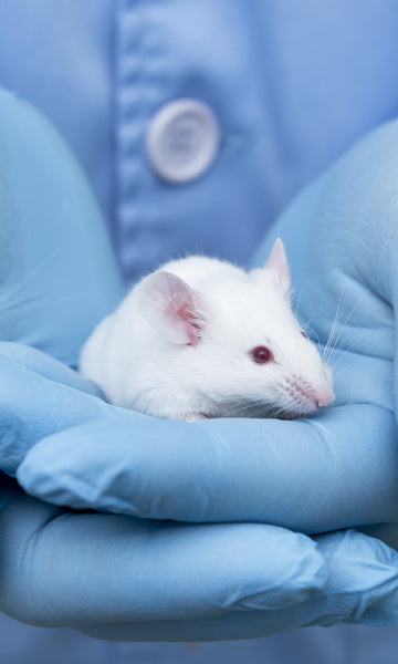 Unveiling the Sleep-Enhancing Potential of Ganoderma lucidum: Insights from the Study "Extract of Ganoderma lucidum prolongs sleep time in rats"