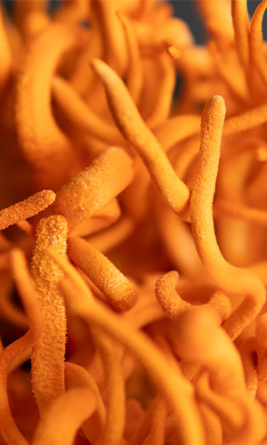 <b>Cordyceps: </b> The Fungus That Fights Fatigue